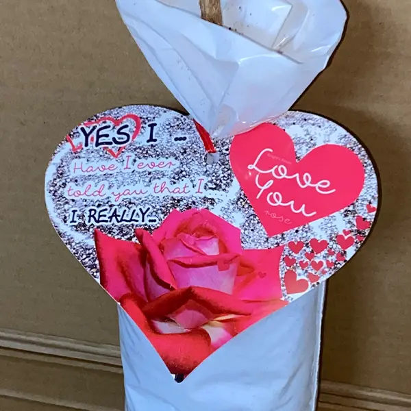 Rose Yes I Love You Rose Yes I Love You