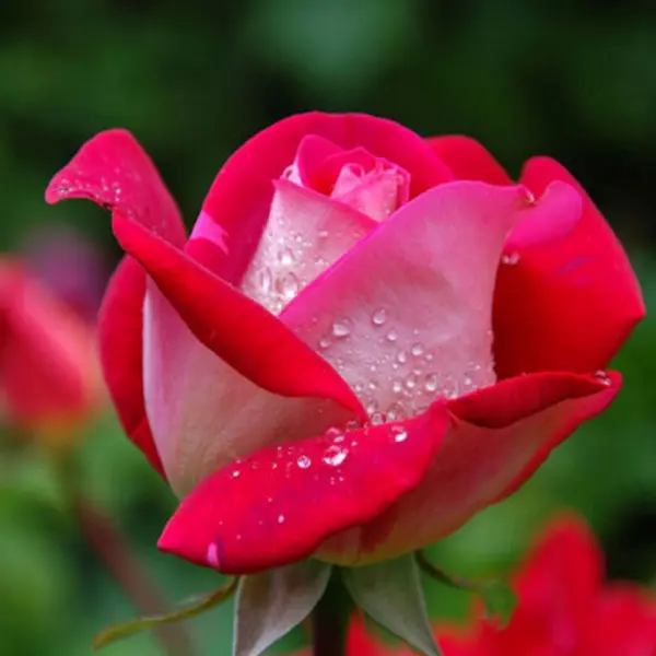 Rose Yes I Love You Rose Yes I Love You