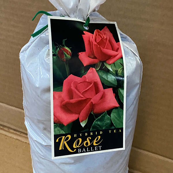 Rose Ballet Rose Ballet
