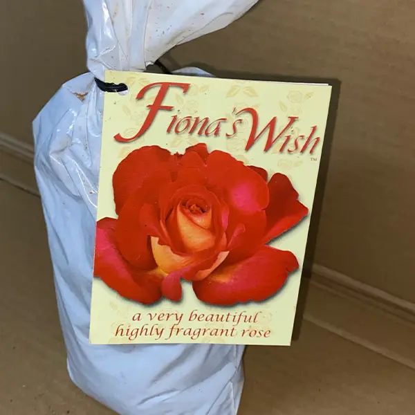 Rose Fionas Wish Rose Fionas Wish