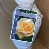 Rose Glorious Rose Glorious