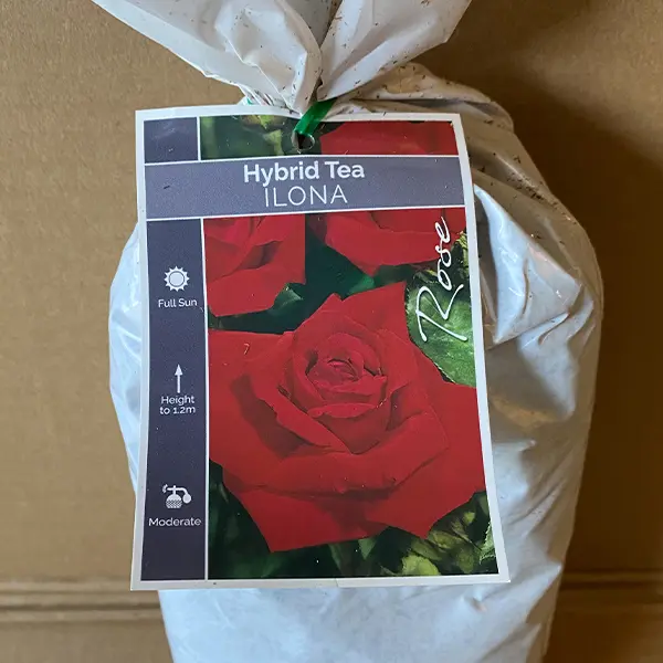Rose Ilona Rose Ilona
