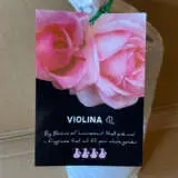 Rose Violina (Pbr) Rose Violina (Pbr)