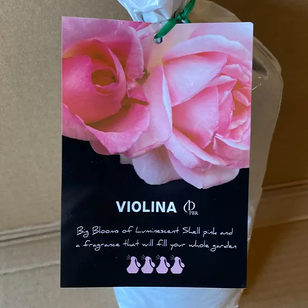 Rose Violina (Pbr) Rose Violina (Pbr)