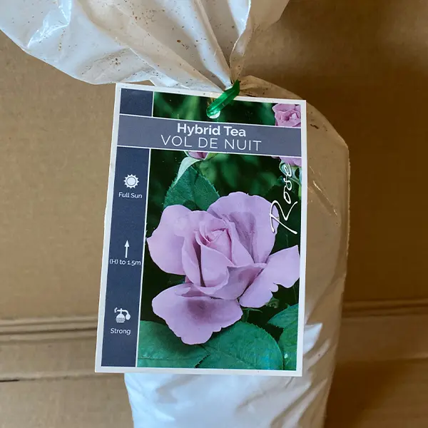 Rose Vol De Nuit Rose Vol De Nuit