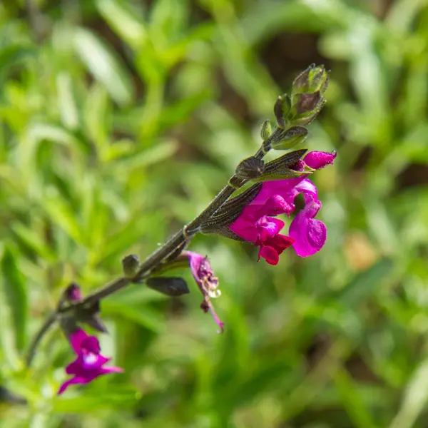 Salvia Merlot Salvia Merlot