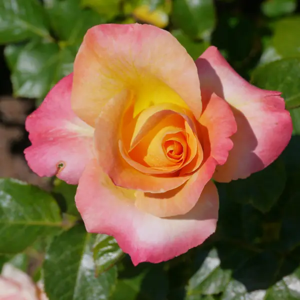Rose The Jubilee Rose The Jubilee
