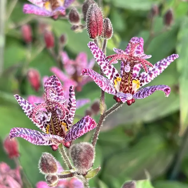 Tricyrtis Toad Lily Value Pack Tricyrtis Toad Lily Value Pack