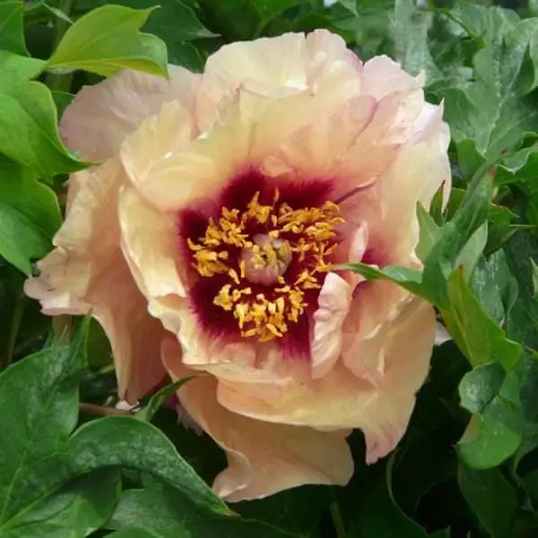 Tree Peony Composure Tree Peony Composure