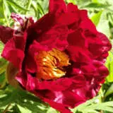 Tree Peony Thunderbolt Pktpathu - Garden Express Australia