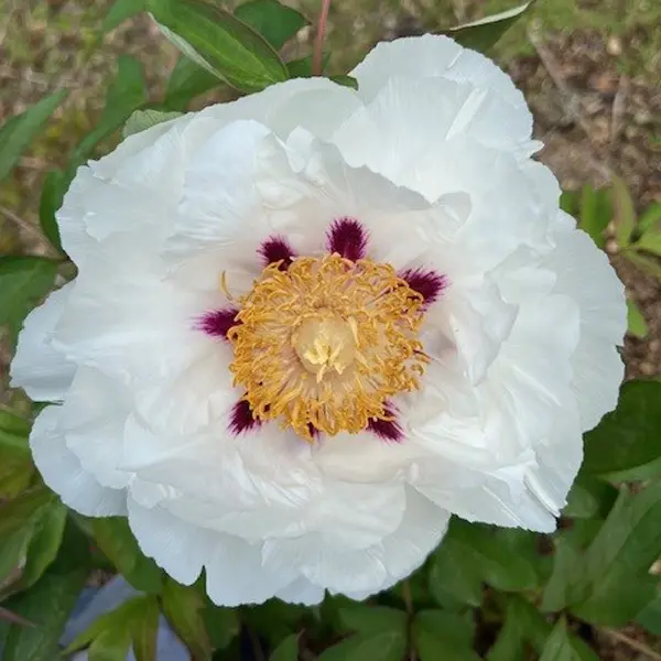 Tree Peony White Star Tree Peony White Star