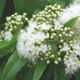 Tucker Bush- Backhousia Lemon Myrtle Tucker Bush- Backhousia Lemon Myrtle