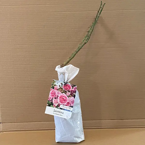 Climbing Rose Jasmina Climbing Rose Jasmina