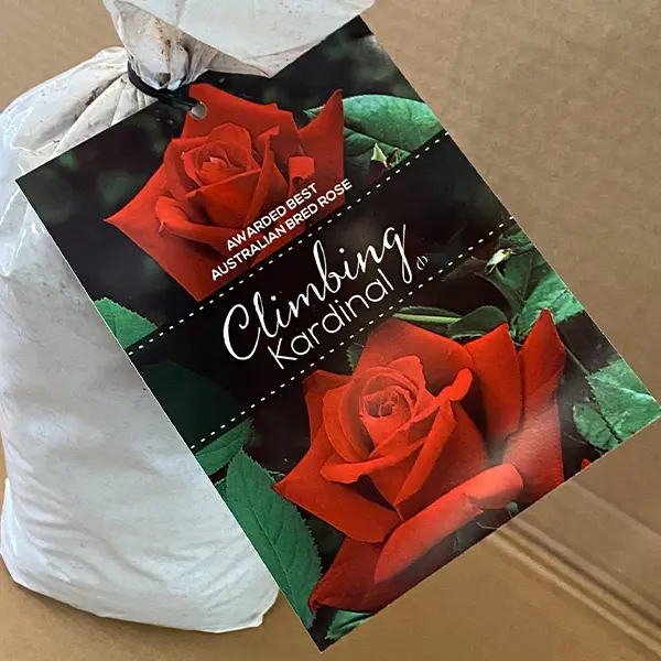 Climbing Rose Kardinal Climbing Rose Kardinal