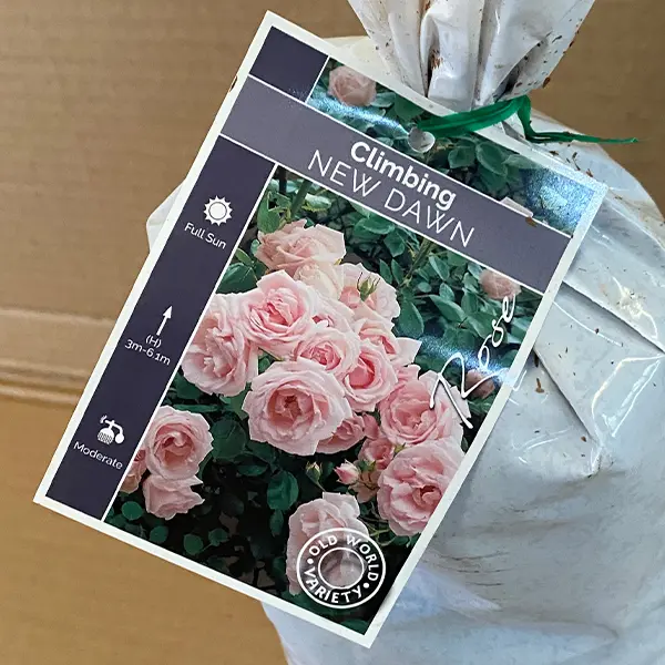 Climbing Rose New Dawn Climbing Rose New Dawn