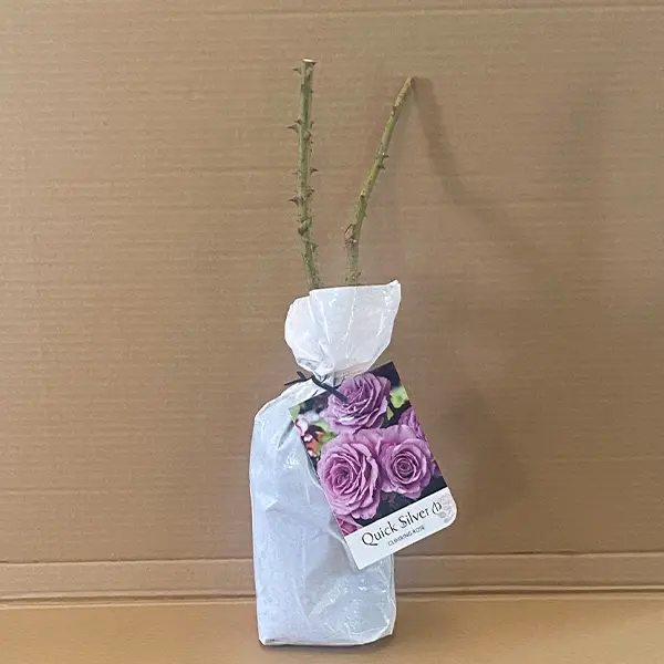 Climbing Rose Quick Silver Climbing Rose Quick Silver