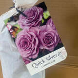 Climbing Rose Quick Silver Climbing Rose Quick Silver