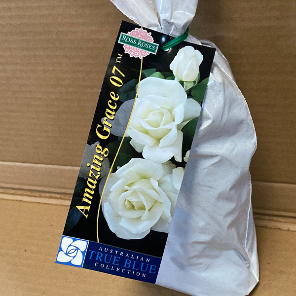 Rose Amazing Grace 07 Rose Amazing Grace 07