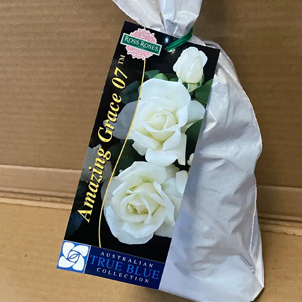Rose Amazing Grace 07 Rose Amazing Grace 07