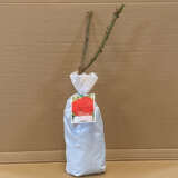 Rose Australian Centenary Of Federation Rose Australian Centenary Of Federation
