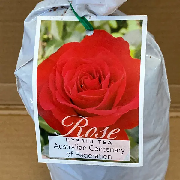 Rose Australian Centenary Of Federation