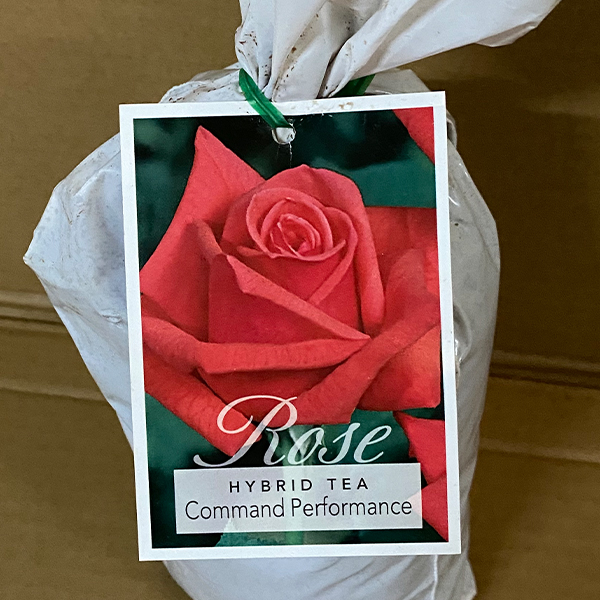 Rose Command Performance Rose Command Performance
