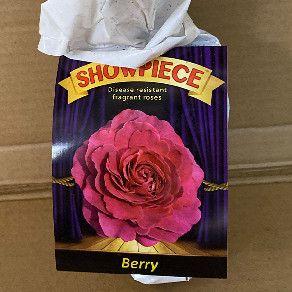 Rose Showpiece Berry (Pbr) Rose Showpiece Berry (Pbr)