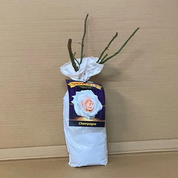 Rose Showpiece Champagne (Pbr) Rose Showpiece Champagne (Pbr)