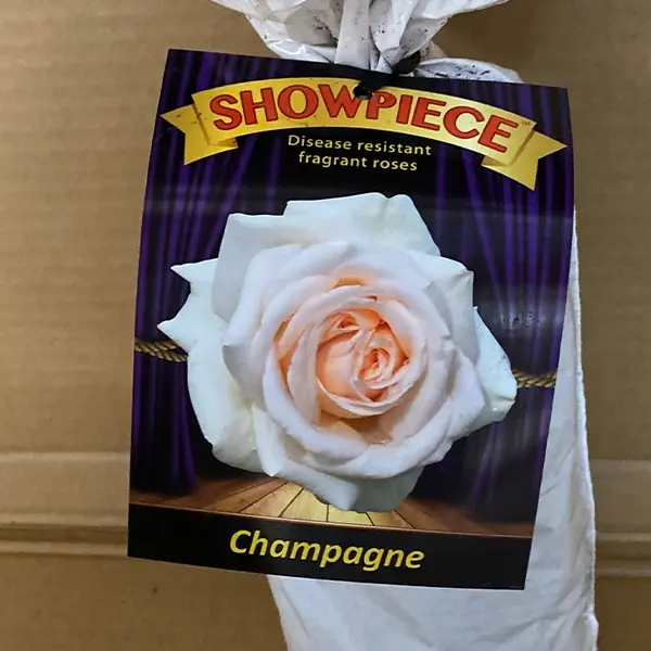 Rose Showpiece Champagne (Pbr) Rose Showpiece Champagne (Pbr)