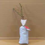 Rose Australian Bicentennial Rose Australian Bicentennial