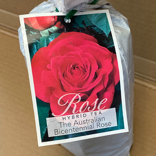 Rose Australian Bicentennial Rose Australian Bicentennial