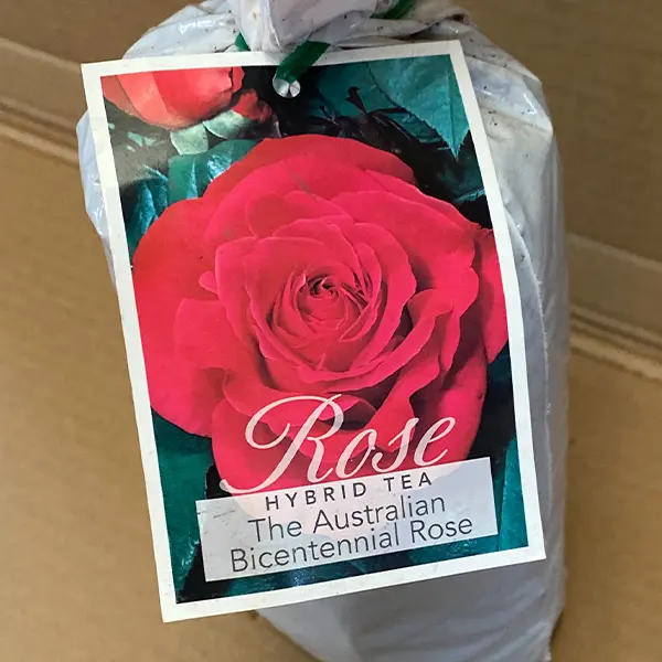 Rose Australian Bicentennial Rose Australian Bicentennial