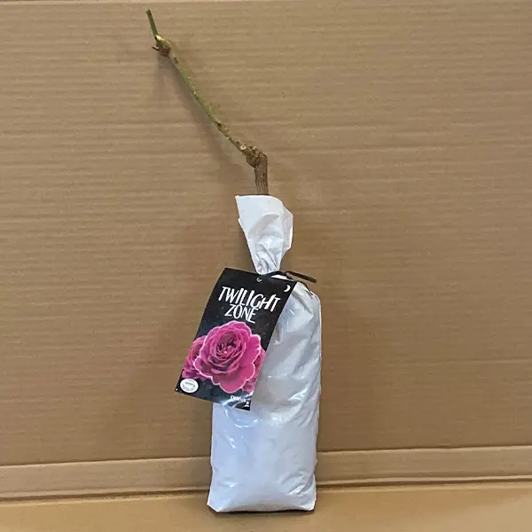 Rose Twilight Zone Rose Twilight Zone