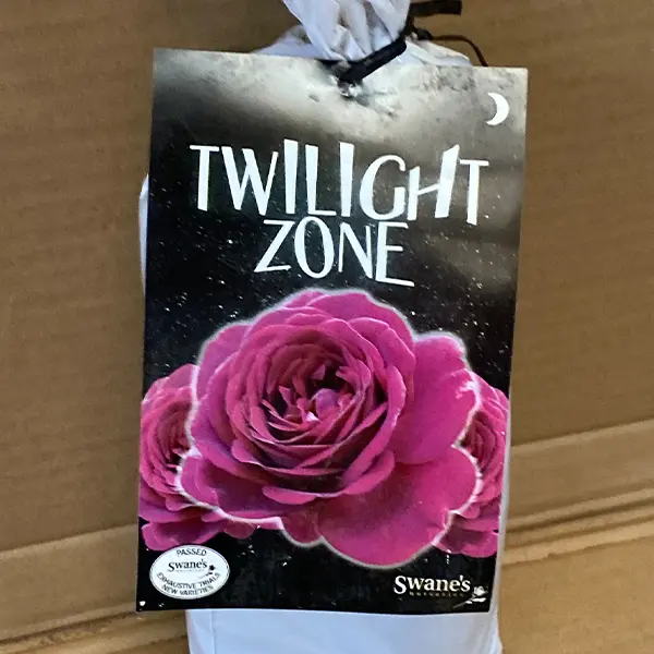 Rose Twilight Zone Rose Twilight Zone