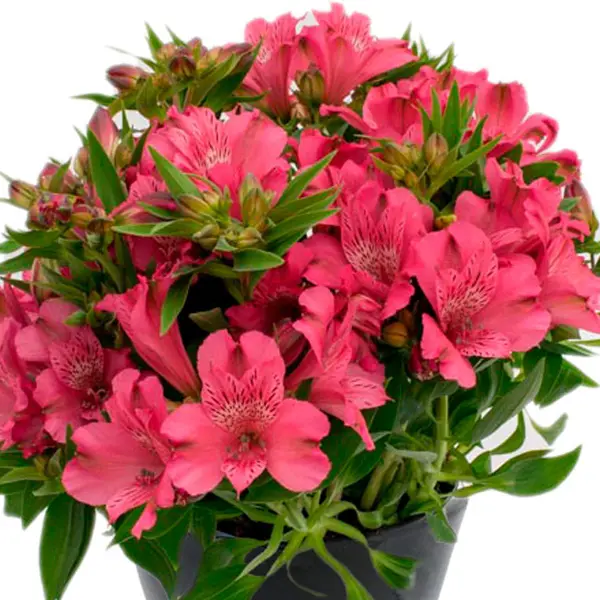 Alstroemeria Inca Candy Alstroemeria Inca Candy
