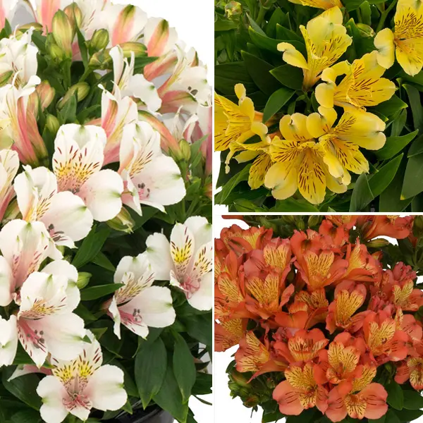 Alstroemeria Inca Collection 1- 3 Plants Alstroemeria Inca Collection 1- 3 Plants