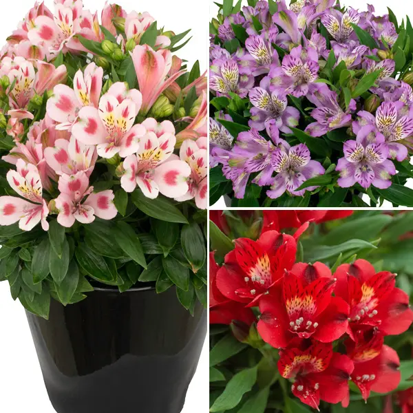 Alstroemeria Inca Collection 2- 3 Plants Alstroemeria Inca Collection 2- 3 Plants