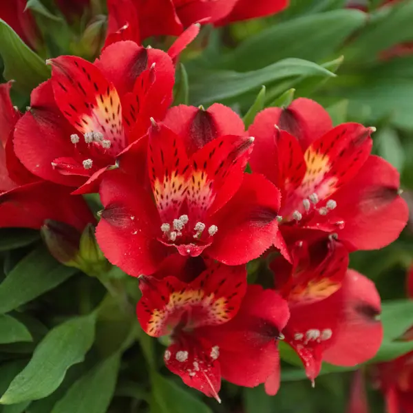 Alstroemeria Inca Fire Alstroemeria Inca Fire