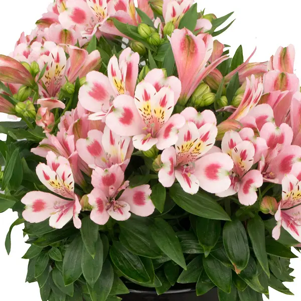 Alstroemeria Inca Flamingo Alstroemeria Inca Flamingo
