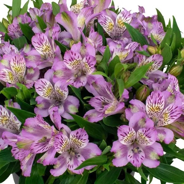 Alstroemeria Inca Ocean Alstroemeria Inca Ocean