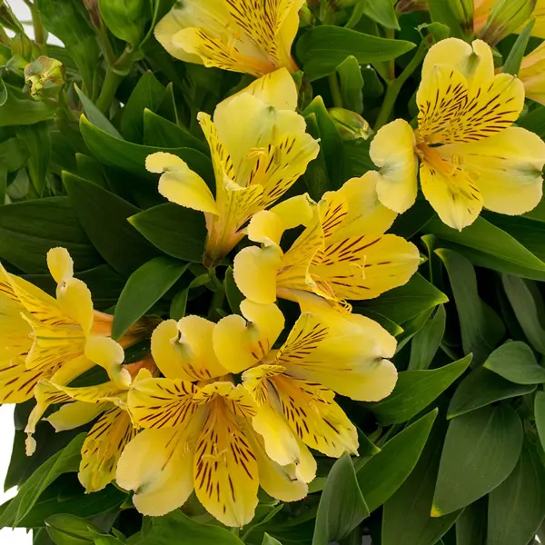 Alstroemeria Inca Rio Alstroemeria Inca Rio