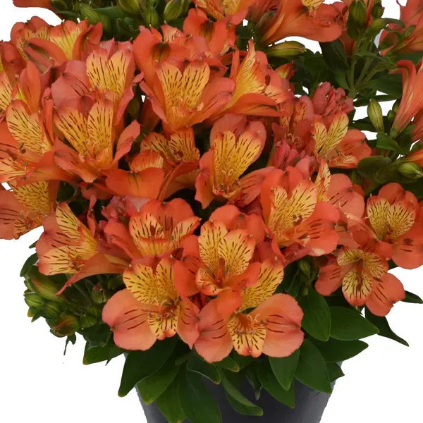 Alstroemeria Inca Safari Alstroemeria Inca Safari