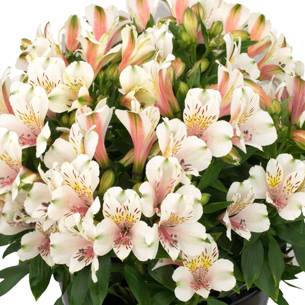 Alstroemeria Inca Tirol Alstroemeria Inca Tirol