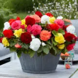 Begonia Ruffled Mixed Pkbegrmx - Garden Express Australia