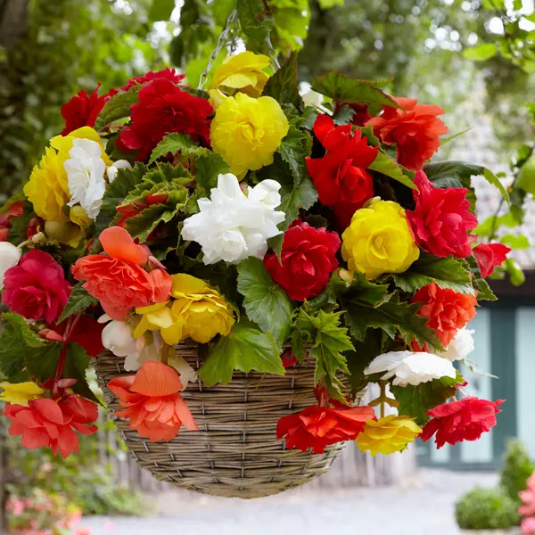 Begonia Sun Dancer Mixed Begonia Sun Dancer Mixed