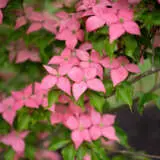 Cornus Kousa Scarlet Fire Cornus Kousa Scarlet Fire