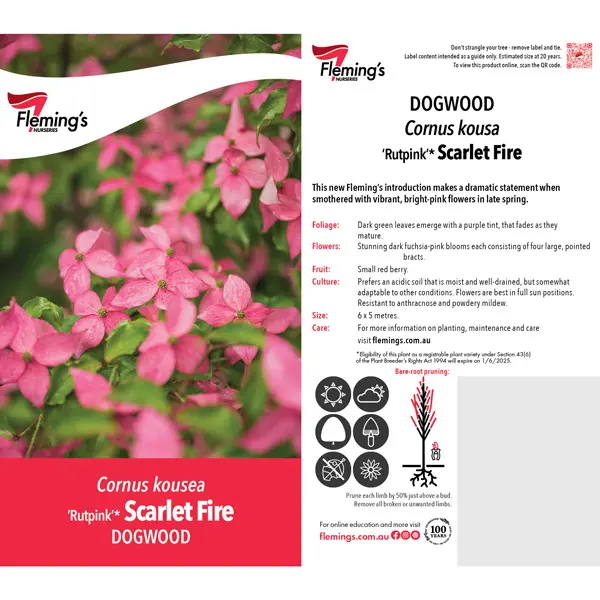 Cornus Kousa Scarlet Fire Cornus Kousa Scarlet Fire