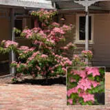 Cornus Kousa Scarlet Fire Trecorscf - Garden Express Australia