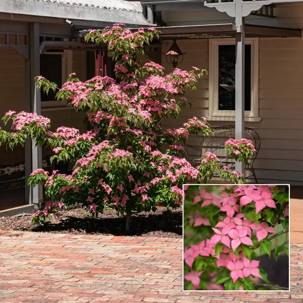 Cornus Kousa Scarlet Fire Cornus Kousa Scarlet Fire