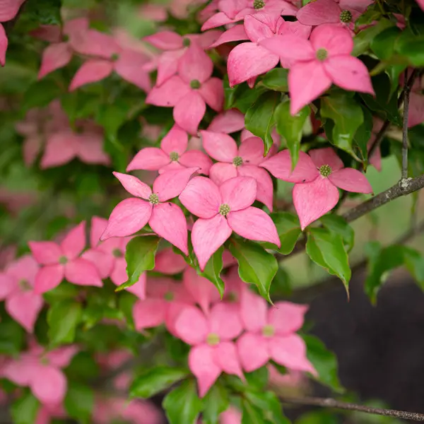Cornus Kousa Scarlet Fire Cornus Kousa Scarlet Fire